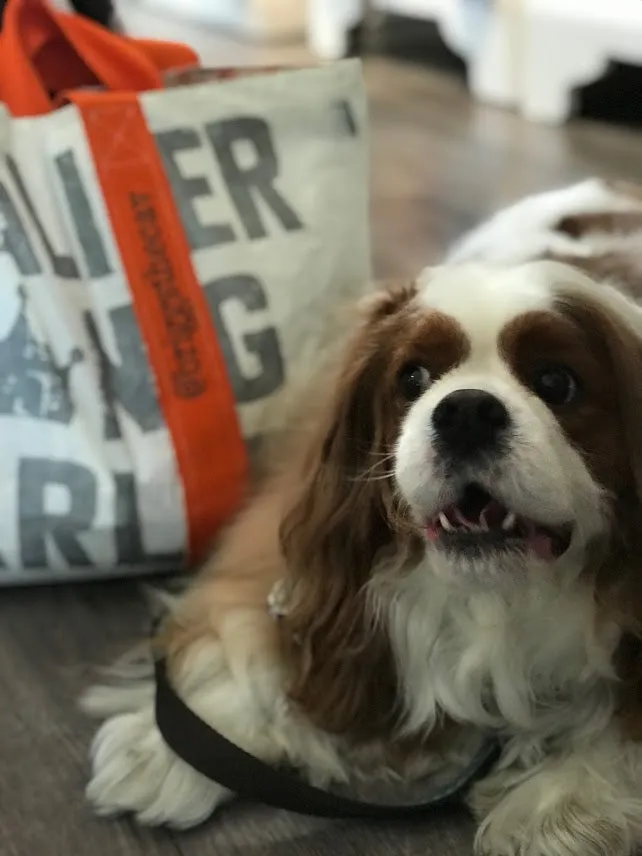 *Custom Made/Limited Run* Cavalier King Charles Ultra Light Tyvek® Reversible Tote Bag
